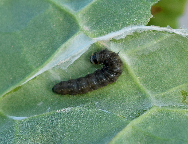 Larva di Cnephasia incertana, Tortricidae